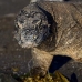 dragon_komodo_hsb_rinca_v_1142_kom2921.jpg